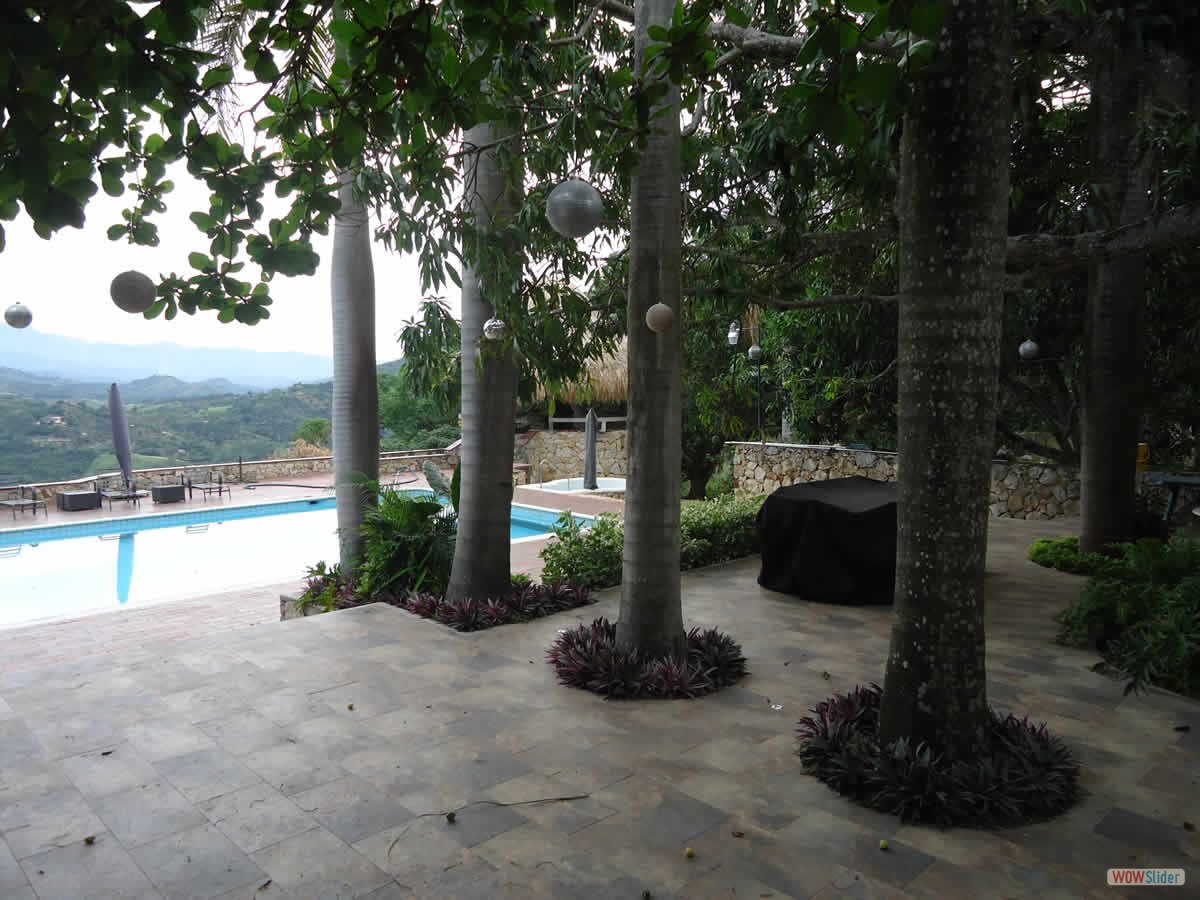 6_palmeras